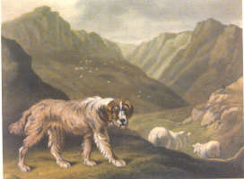 The shepherd`s dog by Reinagle